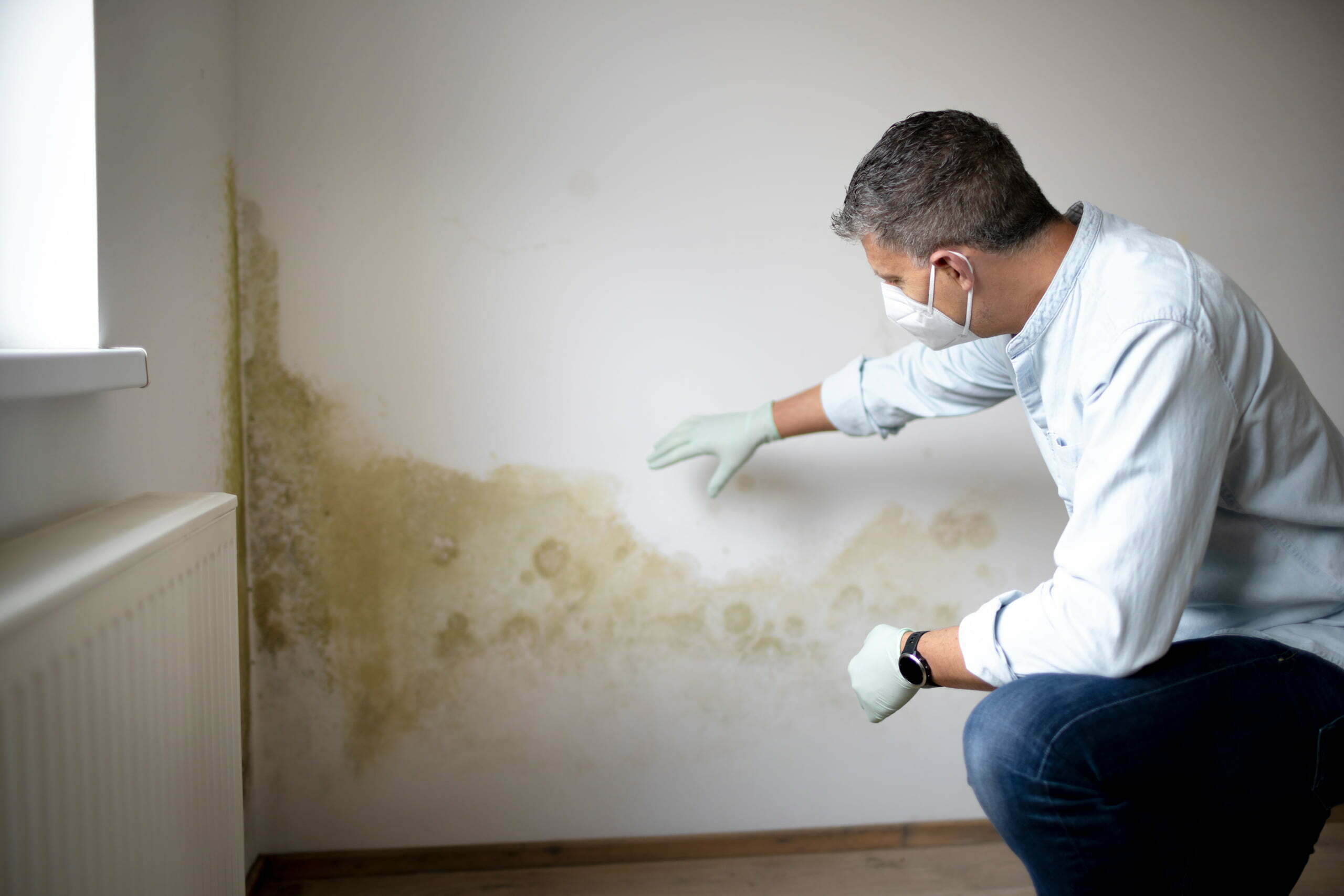 mold inspection