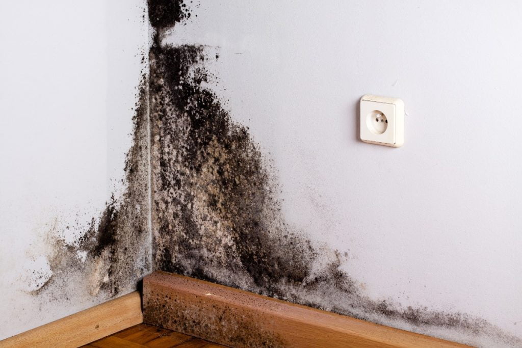 mold in your home